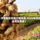 【河北地区花生行情走势,2020年河北省花生费用】