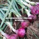 最新洋葱消息新闻(2021洋葱行情最新行情分析)