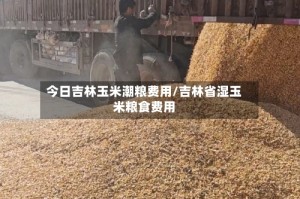 今日吉林玉米潮粮费用/吉林省湿玉米粮食费用