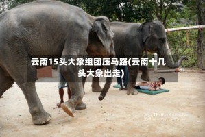 云南15头大象组团压马路(云南十几头大象出走)
