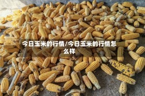 今日玉米的行情/今日玉米的行情怎么样
