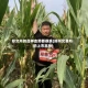 郑交所的品种走势都很妖(郑州交易所的上市品种)