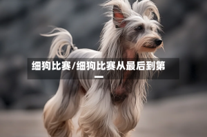 细狗比赛/细狗比赛从最后到第一