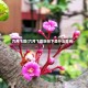 六月飞霜(六月飞霜纷纷下是什么生肖)