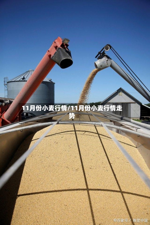 11月份小麦行情/11月份小麦行情走势-第1张图片