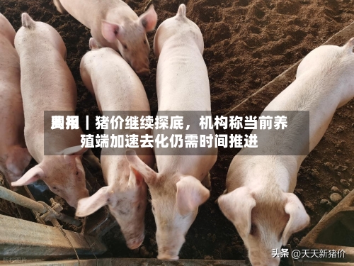 费用周报｜猪价继续探底，机构称当前养殖端加速去化仍需时间推进-第1张图片