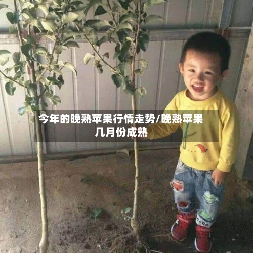 今年的晚熟苹果行情走势/晚熟苹果几月份成熟-第2张图片
