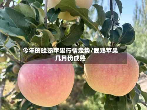 今年的晚熟苹果行情走势/晚熟苹果几月份成熟-第1张图片