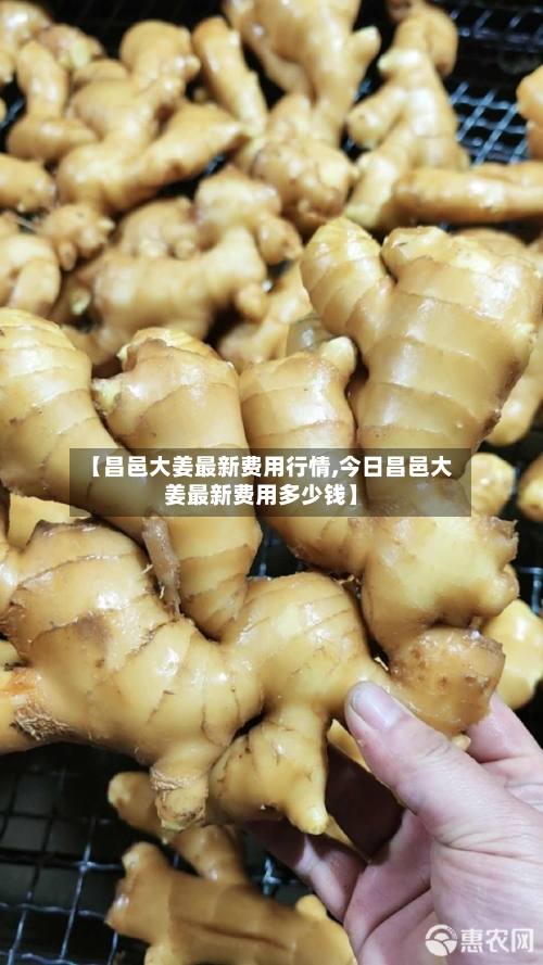 【昌邑大姜最新费用行情,今日昌邑大姜最新费用多少钱】-第2张图片