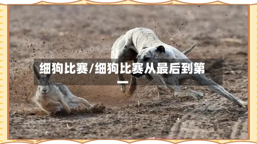 细狗比赛/细狗比赛从最后到第一-第3张图片