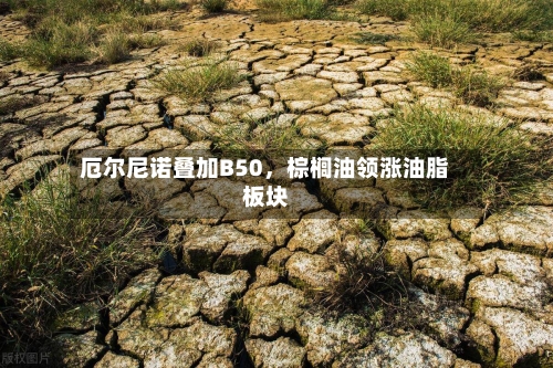 厄尔尼诺叠加B50，棕榈油领涨油脂板块-第1张图片