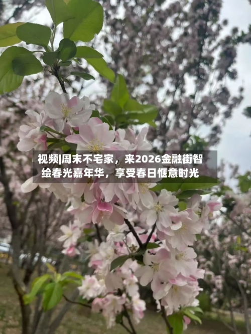 视频|周末不宅家，来2026金融街智绘春光嘉年华，享受春日惬意时光-第3张图片