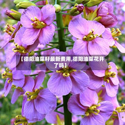 【德阳油菜籽最新费用,德阳油菜花开了吗】-第1张图片
