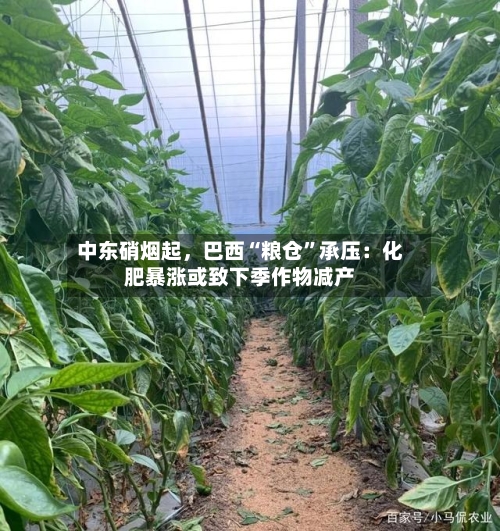 中东硝烟起，巴西“粮仓”承压：化肥暴涨或致下季作物减产-第3张图片