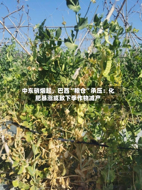 中东硝烟起	，巴西“粮仓”承压：化肥暴涨或致下季作物减产-第2张图片