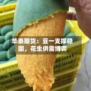 华泰期货：豆一支撑稳固，花生供需博弈-第1张图片