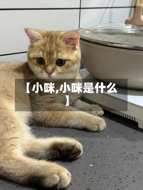 【小咪,小咪是什么】-第2张图片