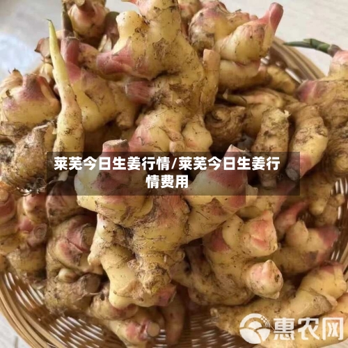 莱芜今日生姜行情/莱芜今日生姜行情费用-第1张图片