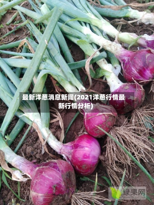 最新洋葱消息新闻(2021洋葱行情最新行情分析)-第1张图片