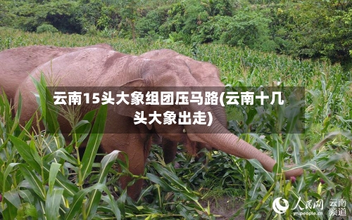 云南15头大象组团压马路(云南十几头大象出走)-第2张图片