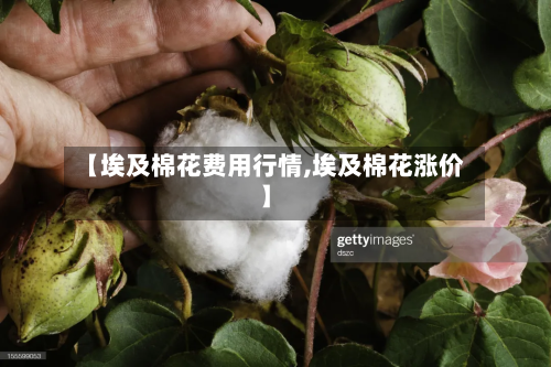 【埃及棉花费用行情,埃及棉花涨价】-第1张图片