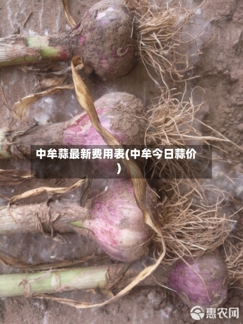 中牟蒜最新费用表(中牟今日蒜价)-第3张图片