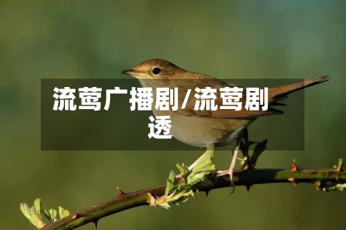 流莺广播剧/流莺剧透-第1张图片