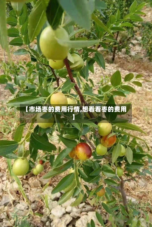【市场枣的费用行情,想看看枣的费用】-第3张图片