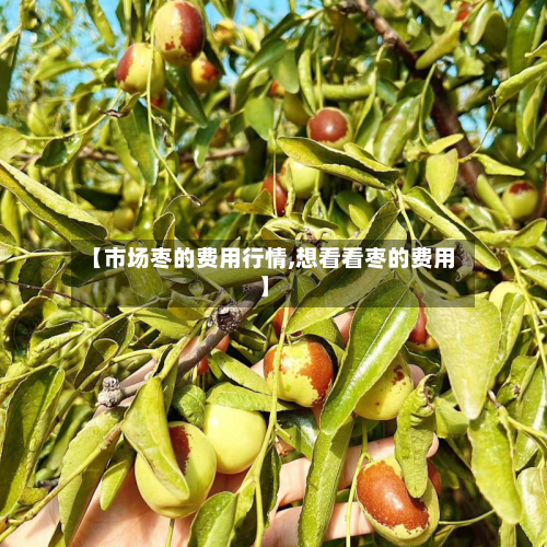 【市场枣的费用行情,想看看枣的费用】-第2张图片