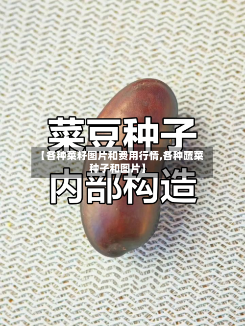 【各种菜籽图片和费用行情,各种蔬菜种子和图片】-第2张图片
