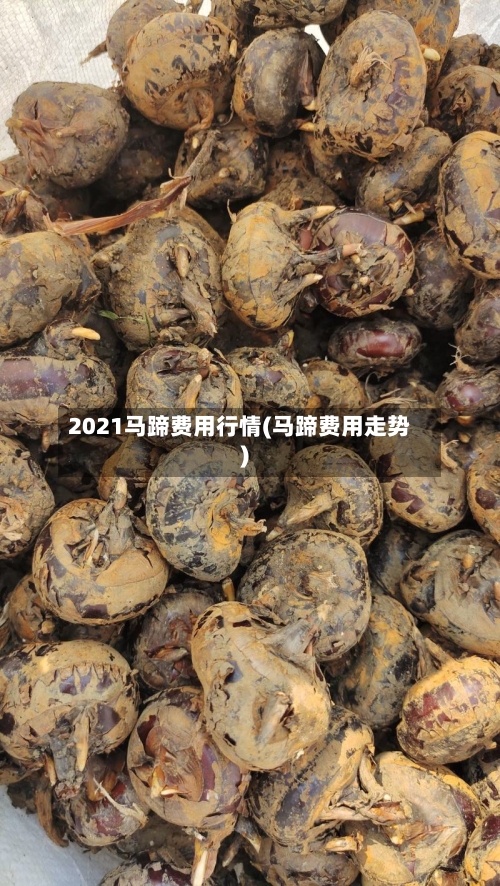 2021马蹄费用行情(马蹄费用走势)-第1张图片