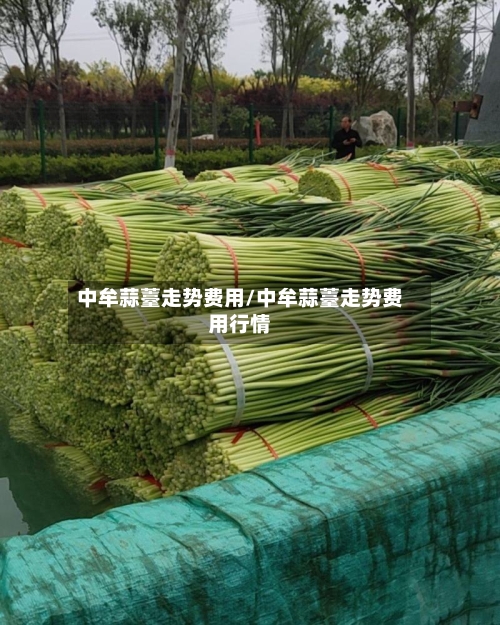 中牟蒜薹走势费用/中牟蒜薹走势费用行情-第2张图片