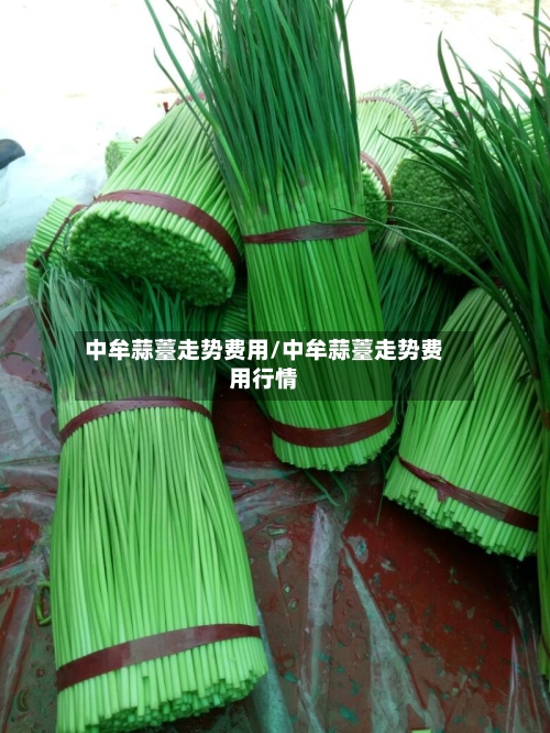 中牟蒜薹走势费用/中牟蒜薹走势费用行情-第1张图片