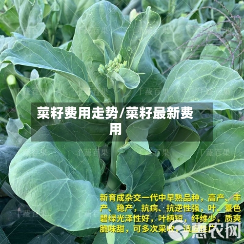 菜籽费用走势/菜籽最新费用-第1张图片