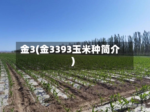 金3(金3393玉米种简介)-第3张图片