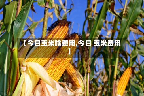 【今日玉米啥费用,今日 玉米费用】-第3张图片