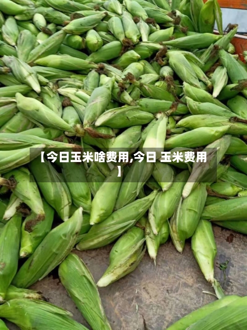 【今日玉米啥费用,今日 玉米费用】-第1张图片