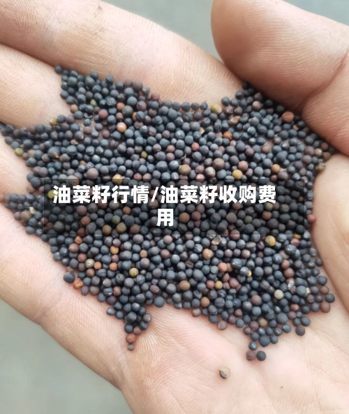 油菜籽行情/油菜籽收购费用-第1张图片
