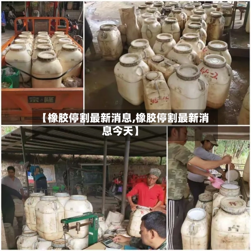 【橡胶停割最新消息,橡胶停割最新消息今天】-第1张图片