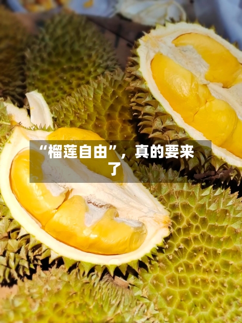 “榴莲自由	”，真的要来了-第1张图片
