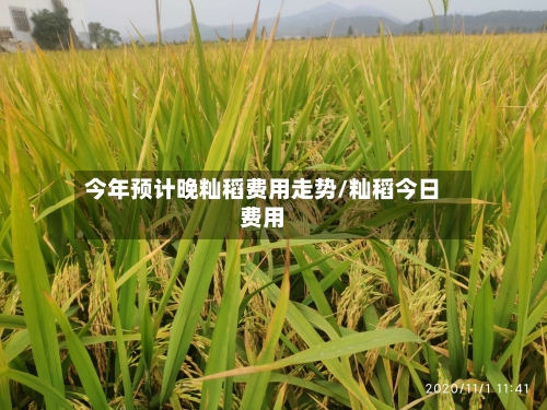 今年预计晚籼稻费用走势/籼稻今日费用-第1张图片