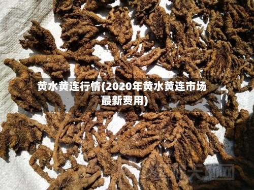 黄水黄连行情(2020年黄水黄连市场最新费用)-第1张图片
