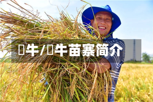 犇牛/犇牛苗寨简介-第1张图片