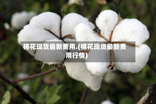 棉花现货最新费用.(棉花现货最新费用行情)-第1张图片