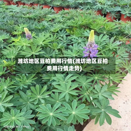 潍坊地区豆柏费用行情(潍坊地区豆柏费用行情走势)-第2张图片