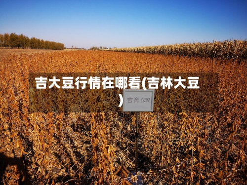 吉大豆行情在哪看(吉林大豆)-第1张图片