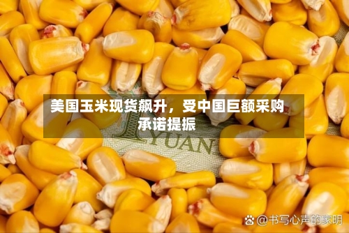 美国玉米现货飙升，受中国巨额采购承诺提振-第1张图片