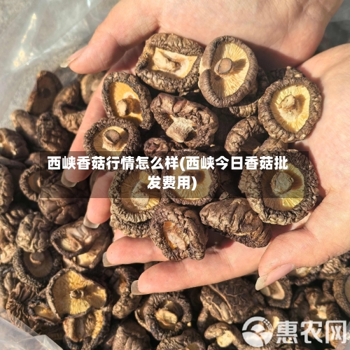 西峡香菇行情怎么样(西峡今日香菇批发费用)-第2张图片