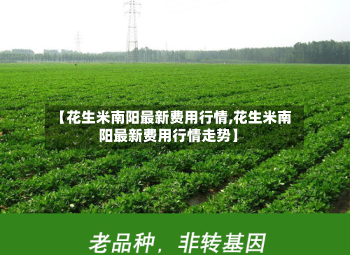 【花生米南阳最新费用行情,花生米南阳最新费用行情走势】-第3张图片