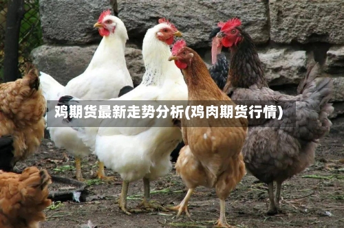 鸡期货最新走势分析(鸡肉期货行情)-第1张图片